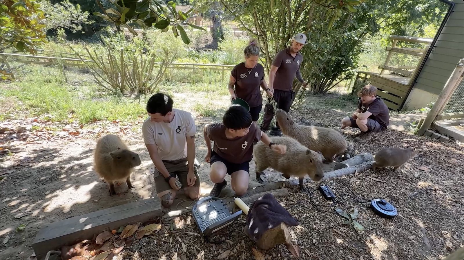 Still from the film "Jersey Zoo" by Anna Jermolaewa
